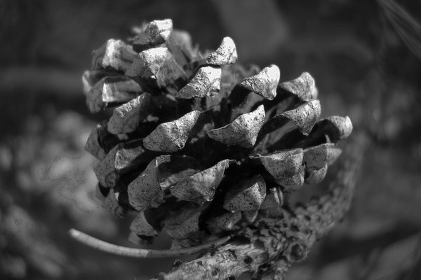 Blown cone, Our back yard, Strathmore, Alberta, 2024-02-18