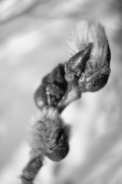 Premature pussy willows, Dinosaur Hill Park, Strathmore, Alberta, 2024-02-19