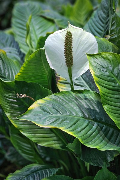 White something something, Devonian Gardens, Calgary, Alberta, 2024-02-22