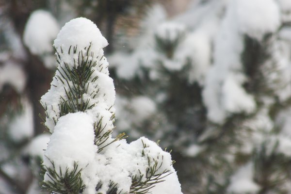 Snowy Conifers, My Back Yard, Strathmore, Alberta, 2024-03-03