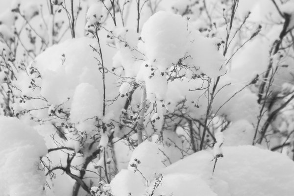 Snow In the Bushes, My Front Yard, Strathmore, Alberta, 2024-03-03