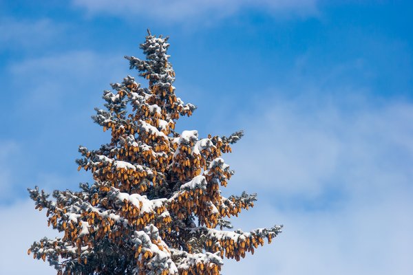 The Sky's the Limit, My Back Yard, Strathmore, Alberta, 2024-03-03