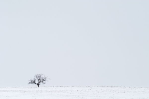 Lonesome Tree 02, Hwy 24, Vulcan County, Alberta, 2024-03-05