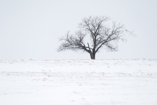 Lonesome Tree 03, Hwy 24, Vulcan County, Alberta, 2024-03-05