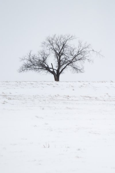 Lonesome Tree 04, Hwy 24, Vulcan County, Alberta, 2024-03-05