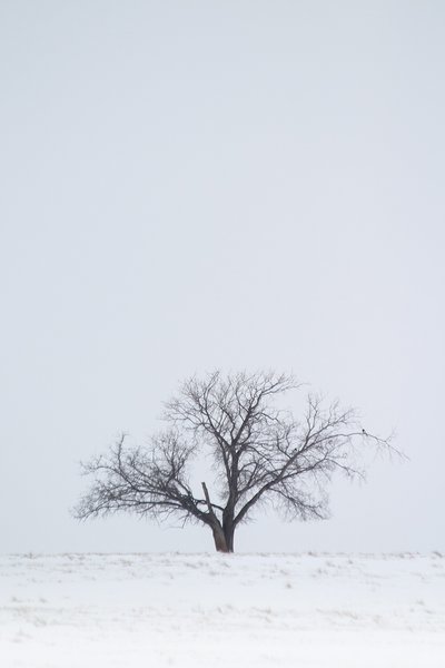 Lonesome Tree 01, Hwy 24, Vulcan County, Alberta, 2024-03-05