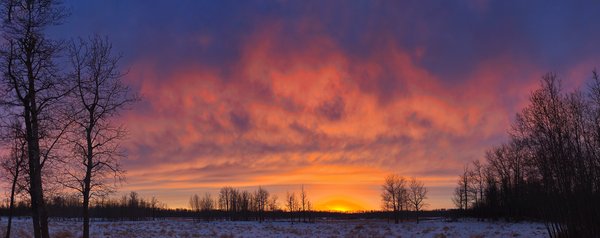 Sunset between the trees, Elk Island National Park, Alberta. 2024-03-10