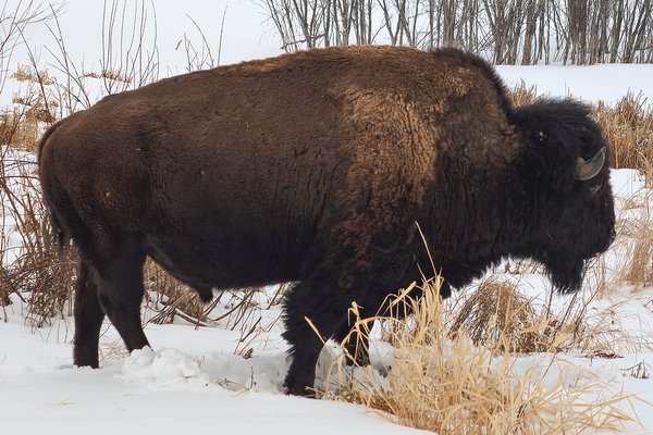 Grand old man, Elk Island National Park, Alberta. 2024-03-10