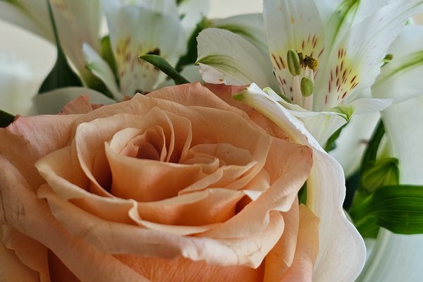 Flowers for Ray 04, Leduc, Alberta, 2024-03-10