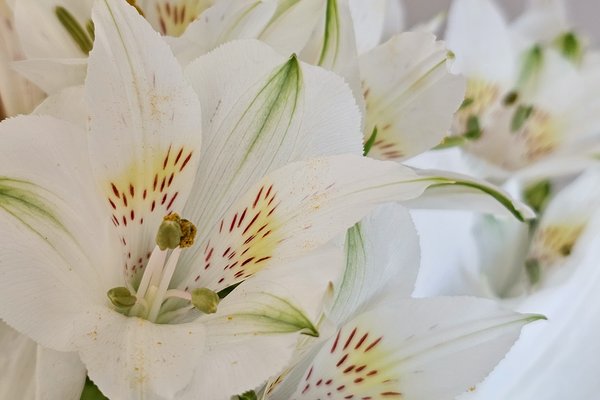 Flowers for Ray 05, Leduc, Alberta, 2024-03-10