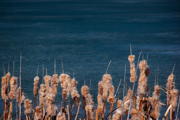 Cat tails and leftover ice, Gray Park, Strathmore, Alberta, 2024-03-16
