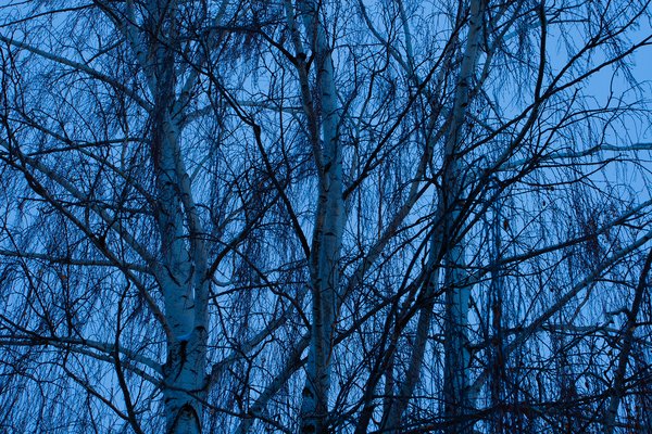 Artificial colours (1), My Front Yard, Thornbriar Green, Strathmore, AB, 2024-03-25