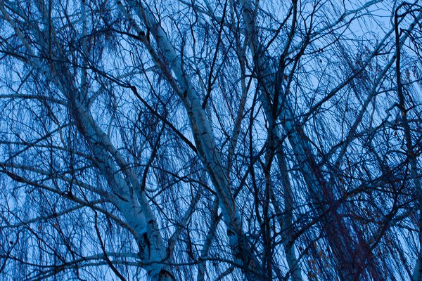 Artificial colours (2), My Front Yard, Thornbriar Green, Strathmore, AB, 2024-03-25