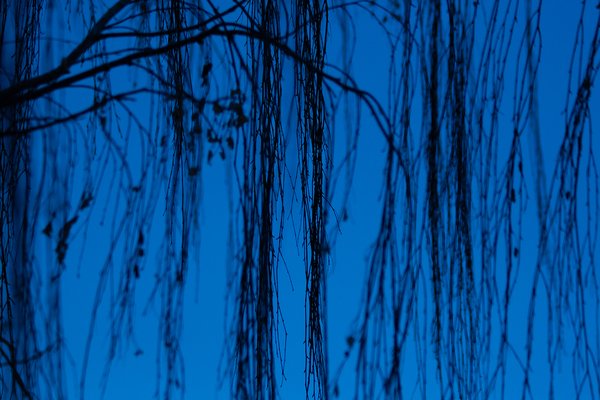 Artificial colours (4), My Front Yard, Thornbriar Green, Strathmore, AB, 2024-03-25