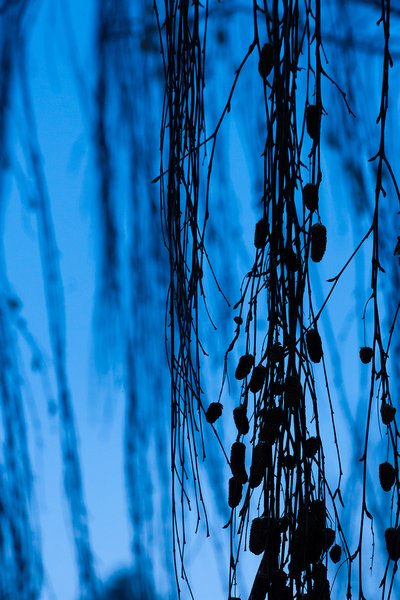 Artificial colours (5), My Front Yard, Thornbriar Green, Strathmore, AB, 2024-03-25