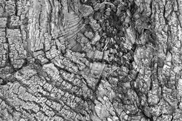 Bark study 02, Kinsmen Park, Strathmore, AB, 2024-04-01