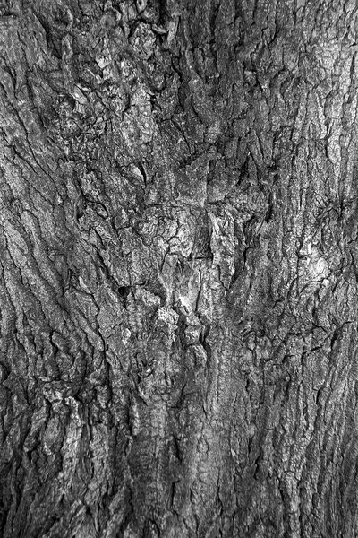 Bark study 05, Kinsmen Park, Strathmore, AB, 2024-04-01