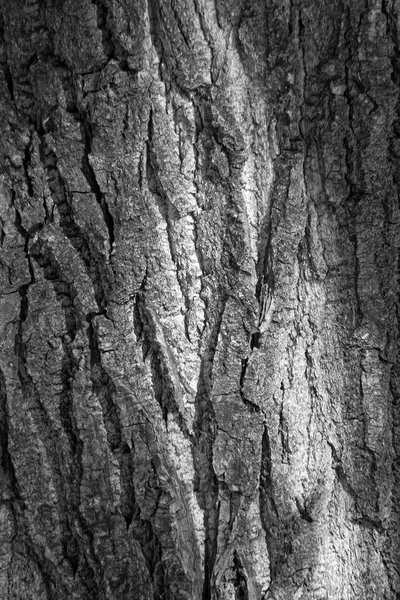 Bark study 04, Kinsmen Park, Strathmore, AB, 2024-04-01