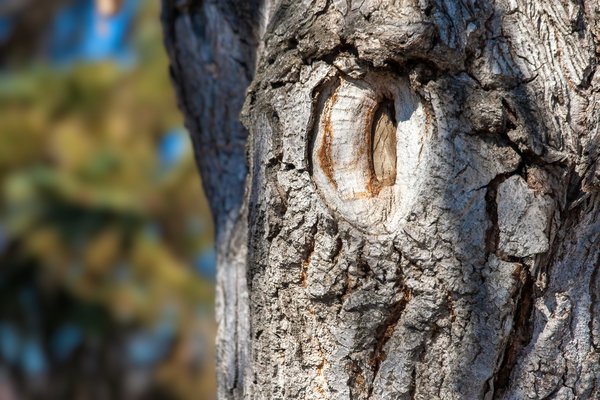 Not quite the Eye of Sauron, Kinsmen Park, Strathmore, AB, 2024-04-01