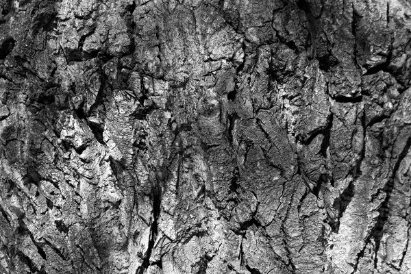 Bark study 01, Kinsmen Park, Strathmore, AB, 2024-04-01
