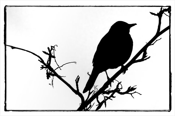 Robin silhouette, My Back Yard, Strathmore, AB, 2024-04-03 (Border)
