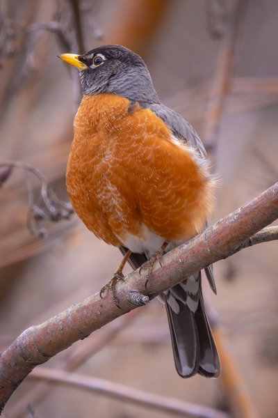 The robins are back, My Back Yard, Strathmore, AB, 2024-04-03