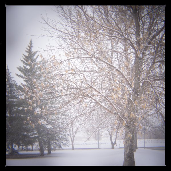 Trees for me, Strathmore, AB, 2024-04-04