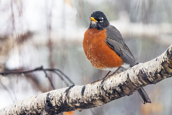 A brief respite, My Back Yard, Strathmore, AB, 2024-04-04