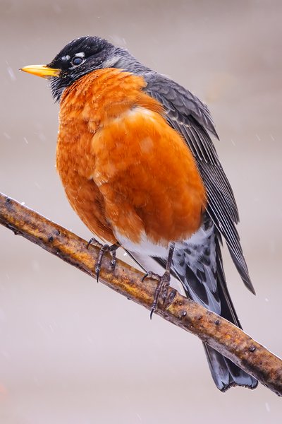 He's back and talkin' smack, My Back Yard, Strathmore, AB, 2024-04-04