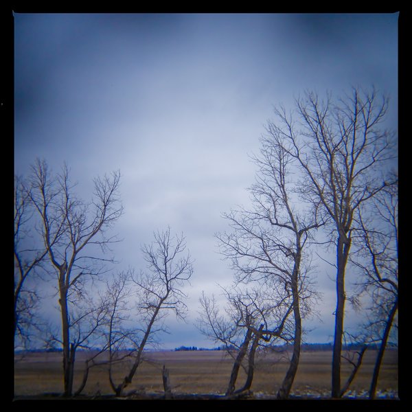 Broken Windbreak, Hwy 1 15 km east of Strathmore, AB, 2024-04-06