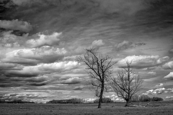 Two trees, Hwy 564, Wheatland County, Alberta, 2024-04-07