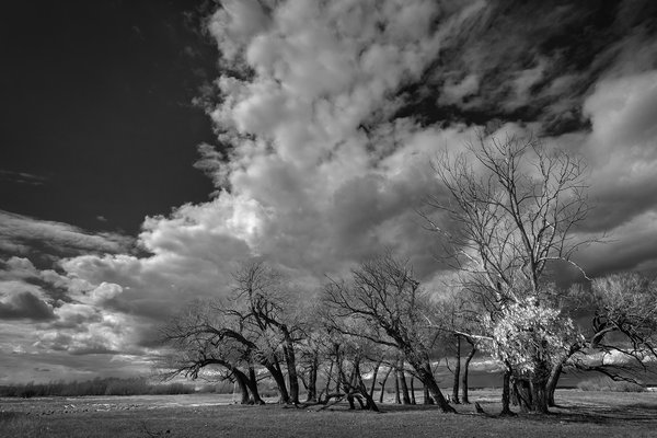 Copse and clouds, Hwy 817 North of Strathmore, Alberta, 2024-04-07