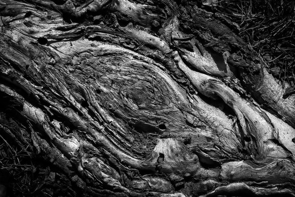 Dirty great root, LDS Church, Strathmore, AB, 2024-04-08 (B&W)