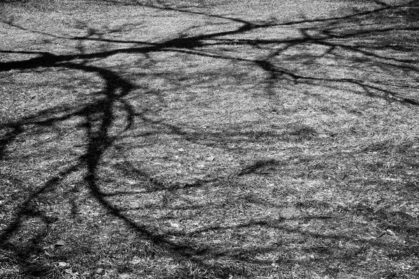 Shadows, LDS Church, Strathmore, AB, 2024-04-08 (B&W)