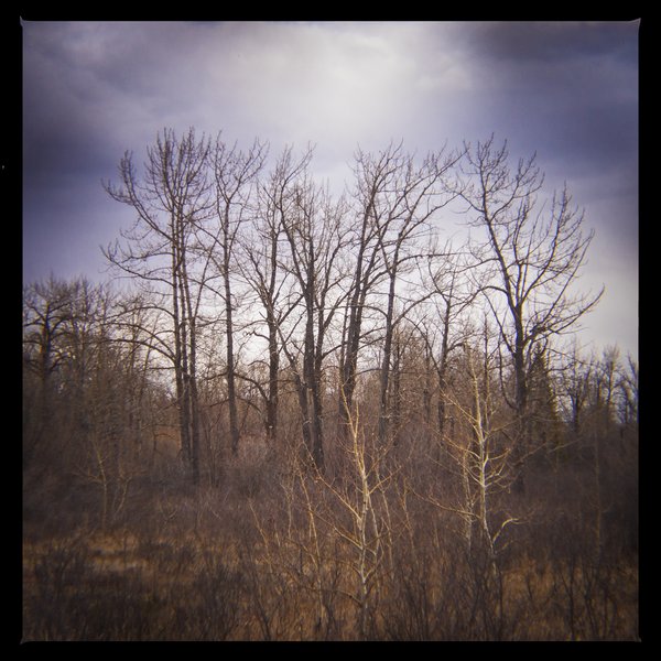 Still barren, Bowmont Park, Calgary, AB, 2024-04-12