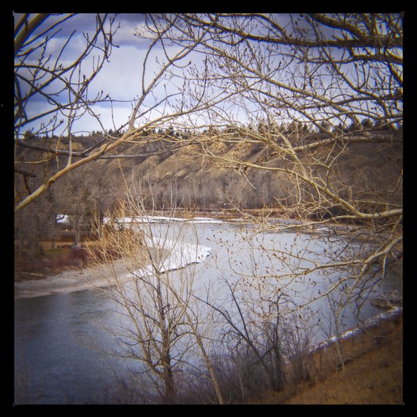Branching out, Bowmont Park, Calgary, AB, 2024-04-12