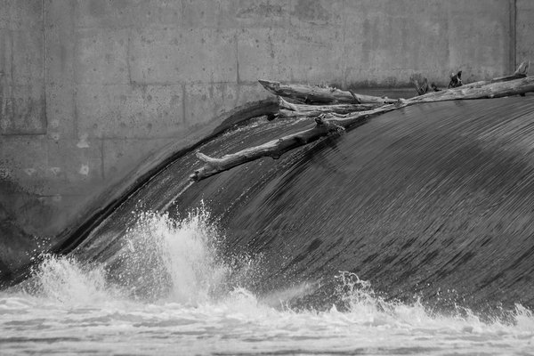 Fast moving logjam, Carseland Weir, AB, 2024-04-11