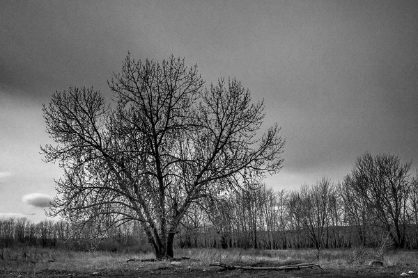 That tree again, Carseland Weir, AB, 2024-04-11a