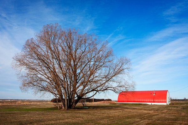Tree and red quonset, Cluny, AB, 2024-04-13