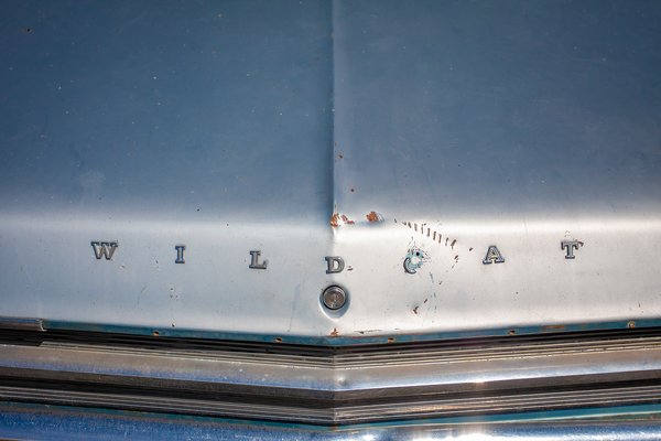 Wildcat, Dinosaur Country Store, Newell County No. 4, AB, 2024-04-13
