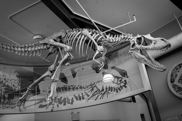 Those old bones, Dinosaur Provincial Park, AB, 2024-04-13