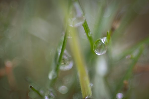 A drop in the bucket, My Front Yard, Thornbriar Green, Strathmore, AB, 2024-04-16