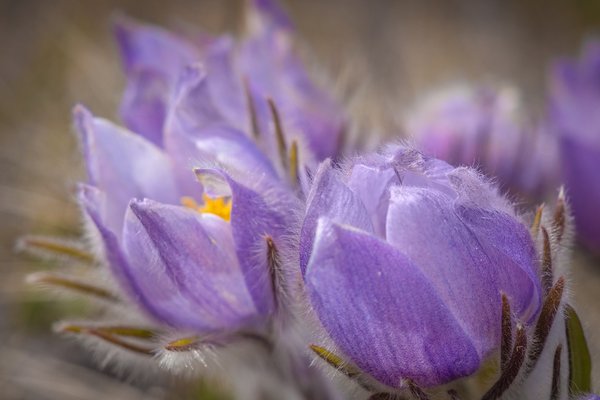 Closed for the day, Crocuses, Wheatland County, AB, 2024-04-21