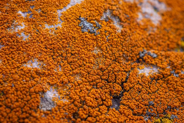 When you're liken a lichen, Wheatland County, AB, 2024-04-21