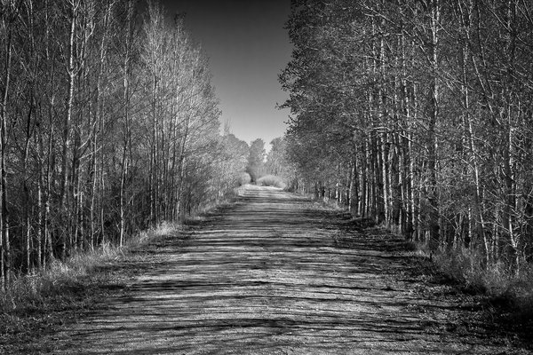 Trees to the left of me, trees to the right, Eagle Lake Trail, Strathmore, AB, 2024-04-20