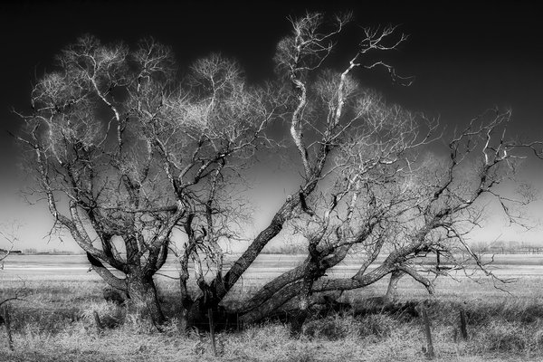 Gnarly, dude, Eagle Lake Trail, Strathmore, AB, 2024-04-20