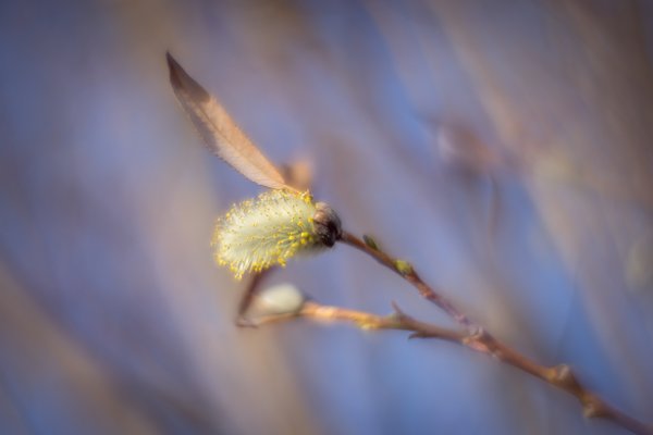 Tame pussy willow, Gray Park, Strathmore, AB, 2024-04-23