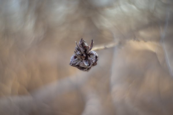 Some crufty thing, Gray Park, Strathmore, AB, 2024-04-23