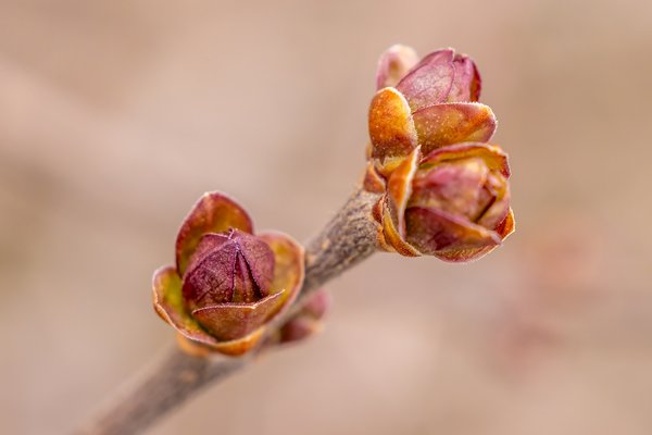 The smallest bouquet, My Front Yard, Strathmore, AB, 2024-04-24