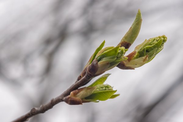 Green again, My Back Yard, Strathmore, AB, 2024-04-24
